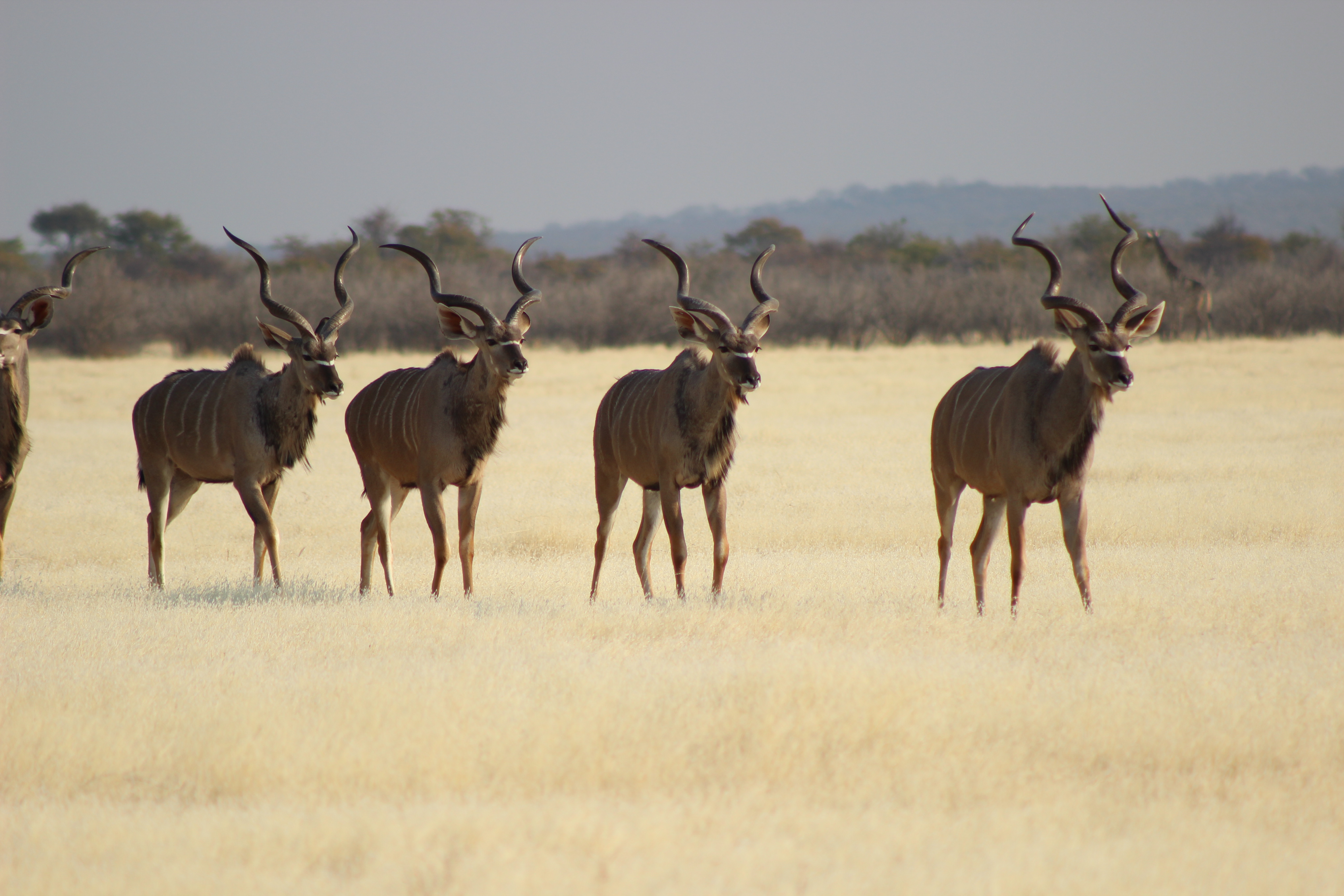 Etosha National Park