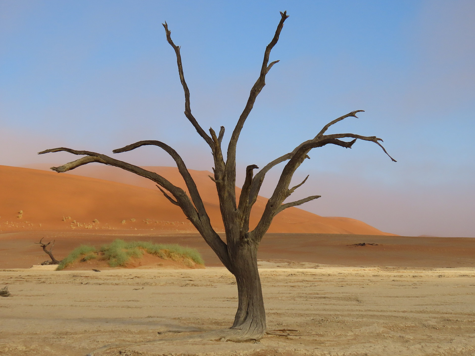 Ancient Trees