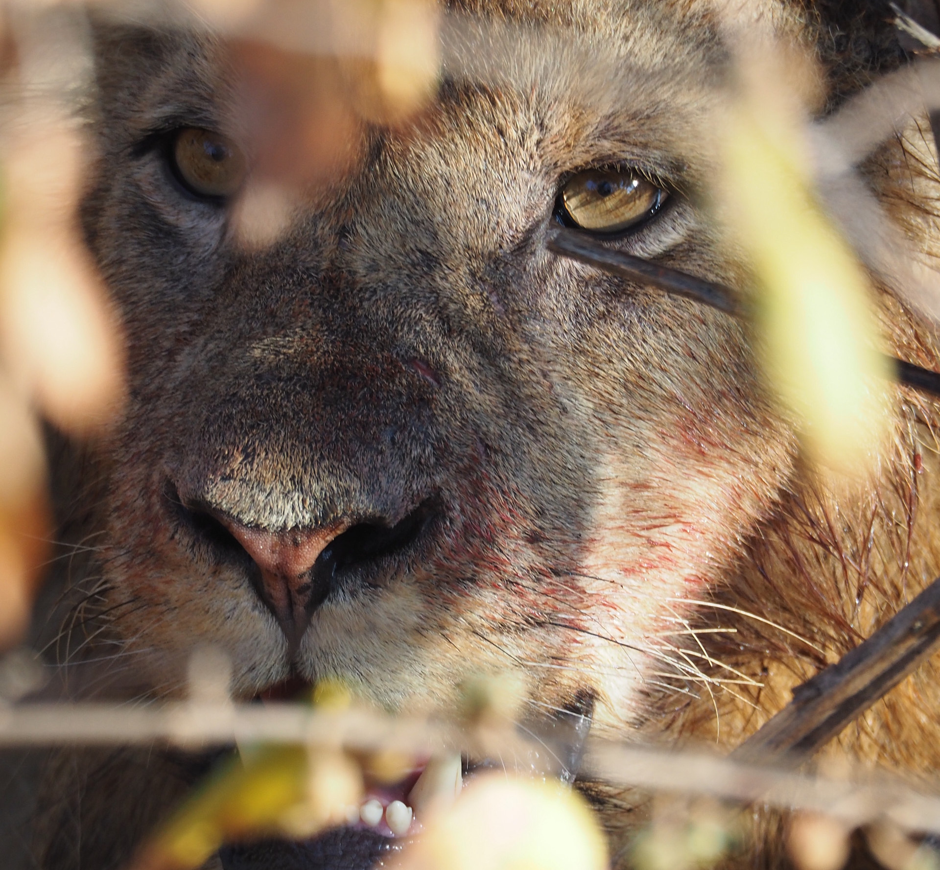 Africat Foundation