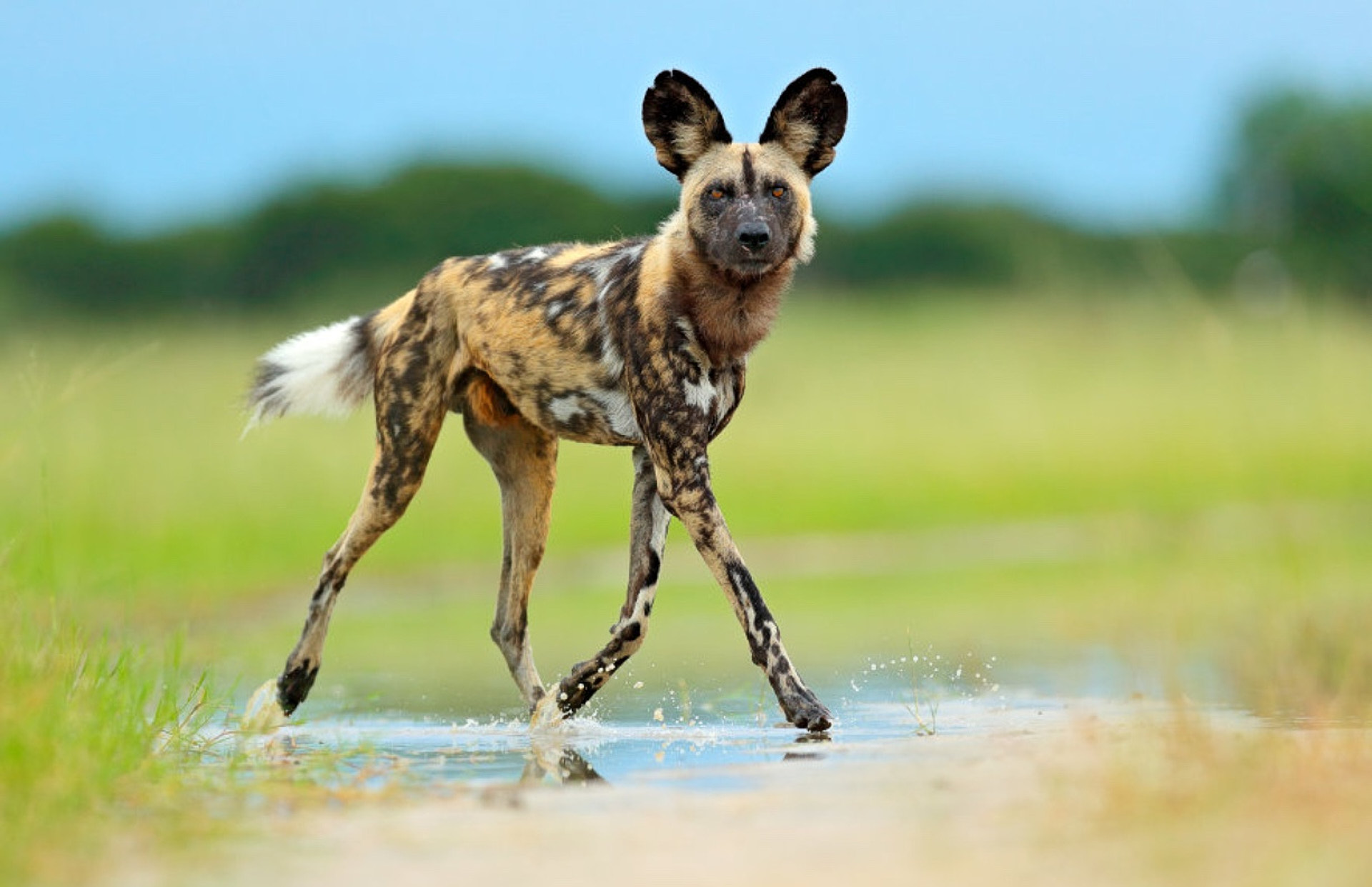 Etosha National Park