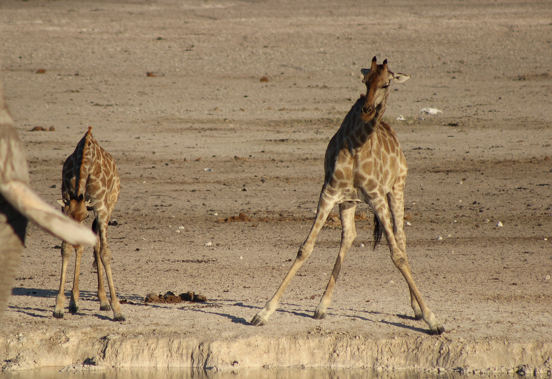 Etosha National Park