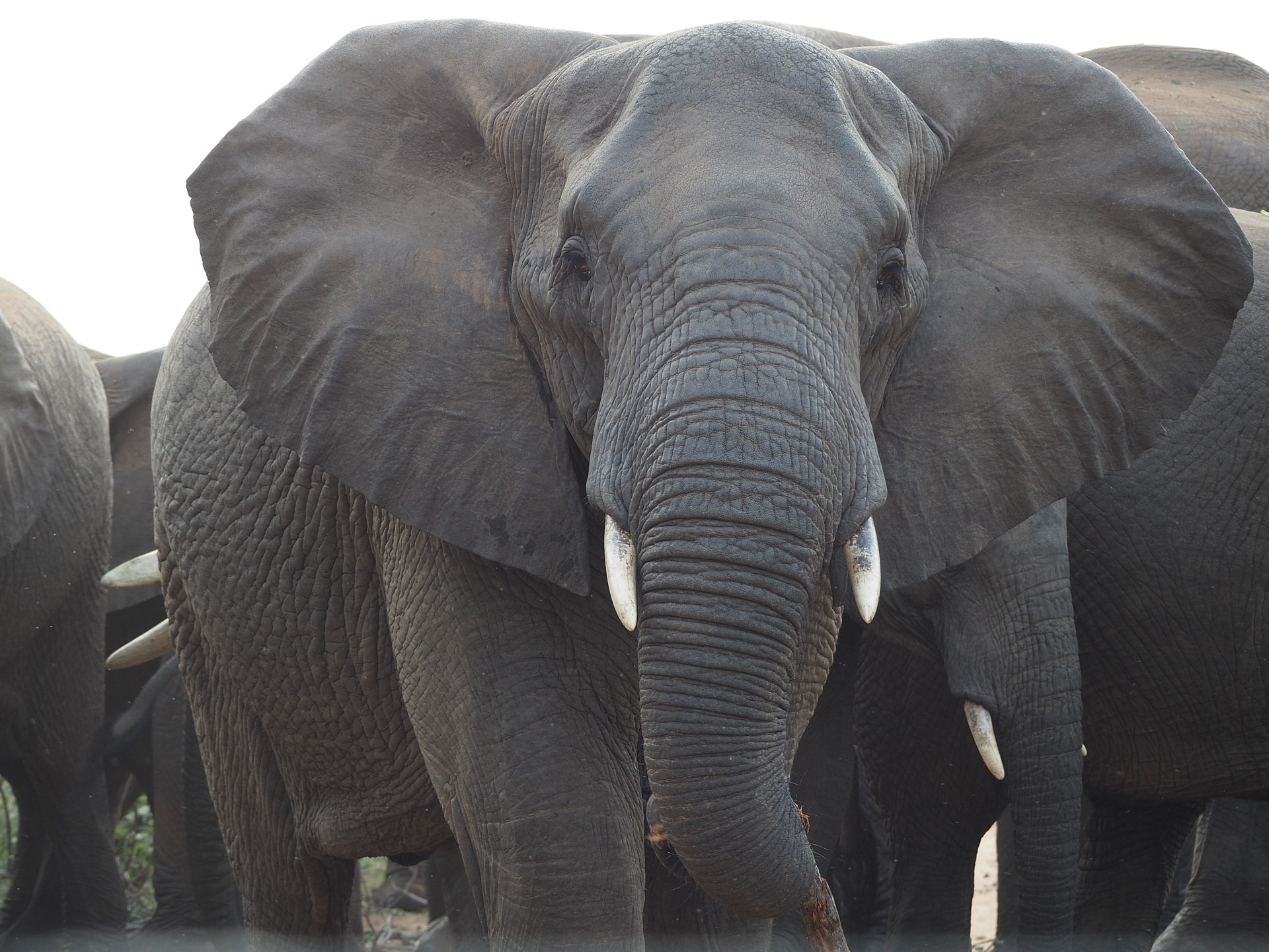 Etosha National Park
